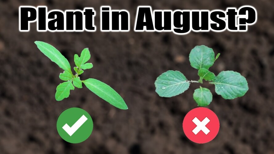 10 Crops to Direct Sow in August, Wherever You Live!