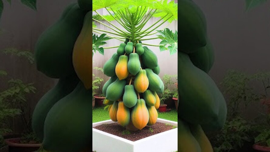 🌿How to grow papaya trees! easy method of propagating papaya tree by air layering #papaya #gardening