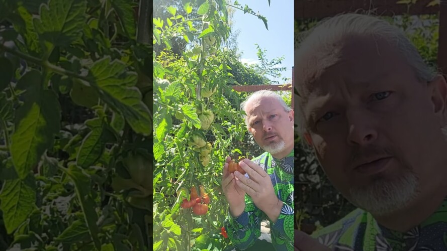 Pick Your Tomatoes at Breaker Stage #gardening #shorts