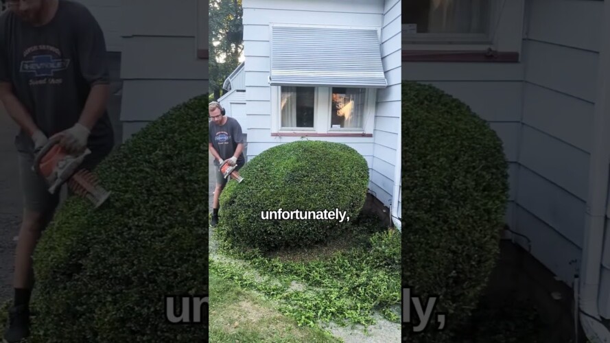 The GRUMPY Neighbor! #satisfying #landscape #gardening #shorts