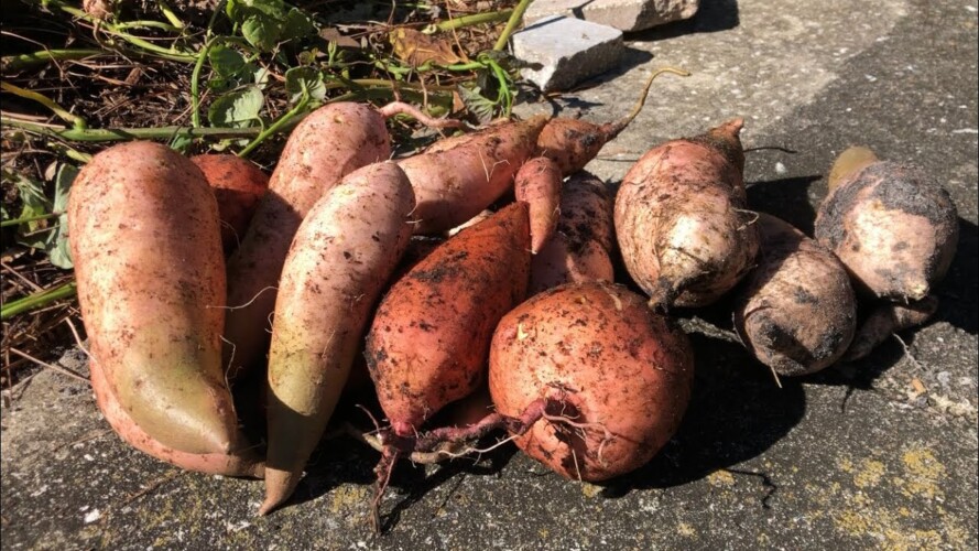 Harvesting Sweet Potatoes: Gardening for Beginners