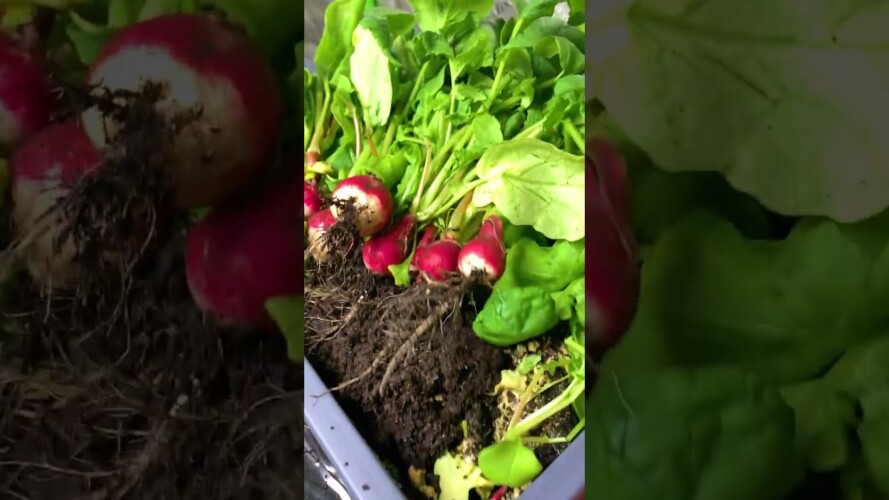 Radishes are a great choice for indoor gardening, they grow quickly and don't require much space