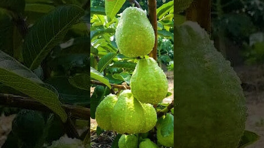 🌿How to grow Guava tree! great ideas of propagation Guava tree #guava #gardening