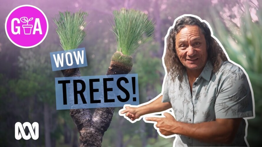 Top 5 Trees For Your Garden | Garden Design and Inspiration | Gardening Australia