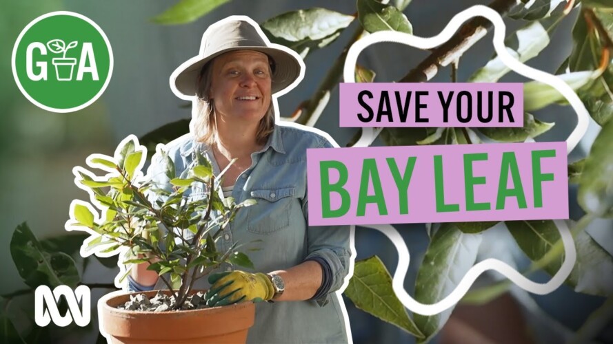 Save Your Bay Leaf This Spring | Gardening 101 | Gardening Australia