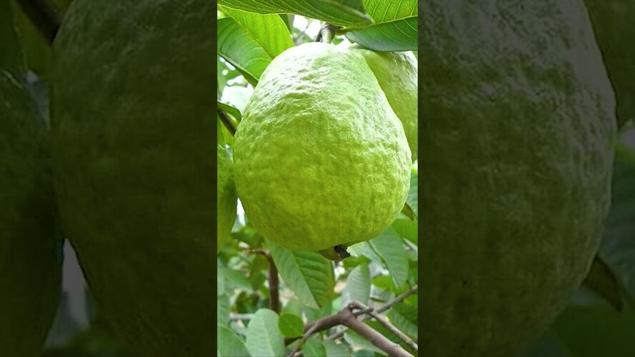 🌿What's the Fastest way to Grow Guava Tree #guava #gardening