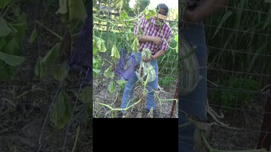 How to harvest a Cushaw squash #gardening #growyourownfood #garden