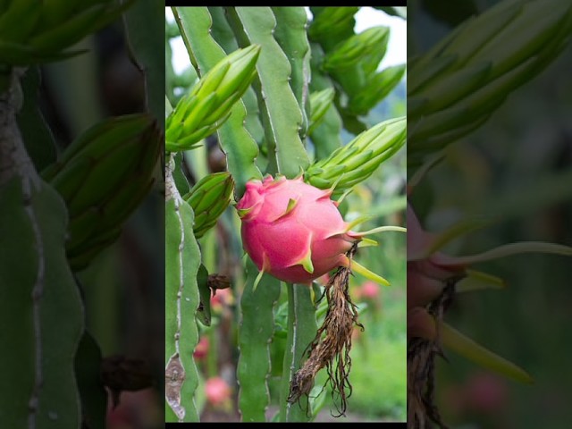 Grow dragon fruit from stem cuttings #dragonfruit #epicgardening #gardentour  #gardentips #gardening