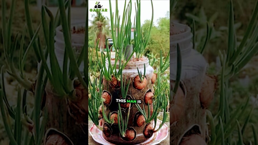 Growing Onions with just a plastic bottle (great results)  #garden #gardening