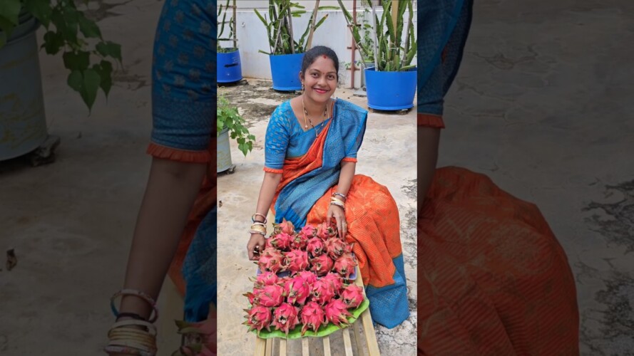 Dragon fruits harvesting #dragonfruits #mygarden #harvesting #shortvideo #ytshorts #gardening