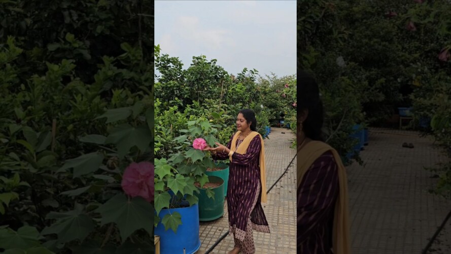 Patti mandaram in my garden #hibiscus #mygarden #gardening #shortvideo #ytshorts #shorts