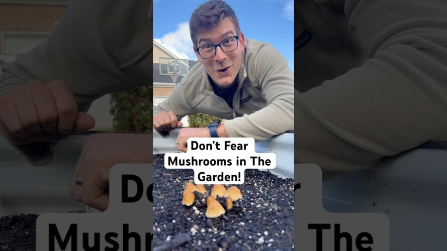 Mushrooms are HELPING Your Garden Not Hurting! #gardening #garden #shorts