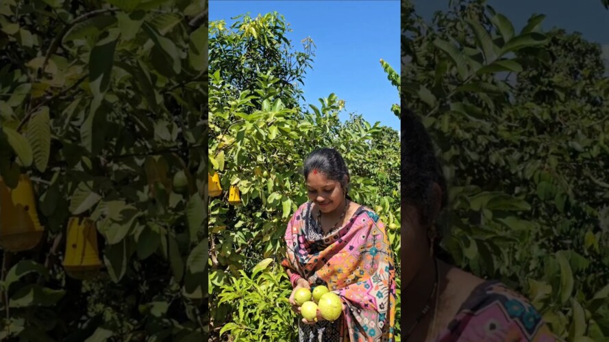 Guavas harvesting in my garden #guava #mygarden #harvesting #gardening #shortvideo #ytshorts