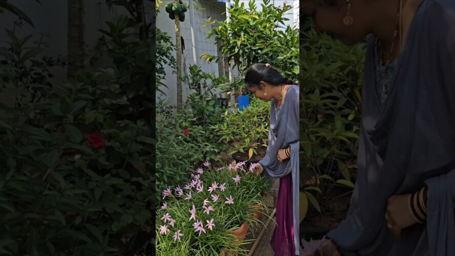 Rain lillies in my garden #rainlilyflower #mygarden #gardening #shortvideo #ytshorts