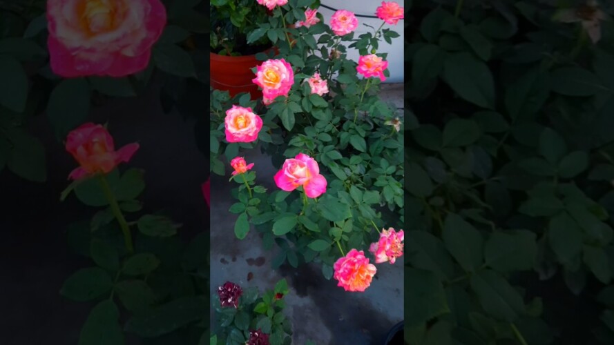 Rose overview | beautiful garden | #Rose#gardening