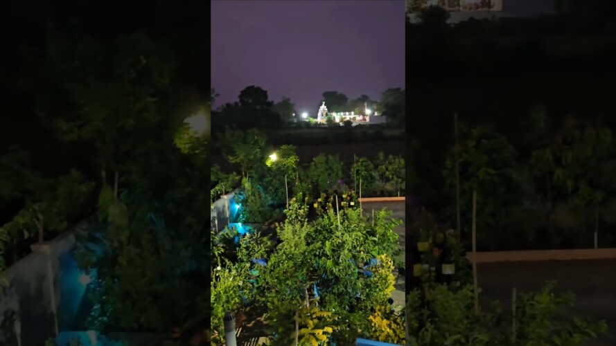 My garden's night view #mygarden #gardening #shortvideo #ytshorts #flowers