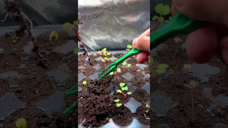 If you haven’t tried hydroponic gardening yet, here’s an easy method of how you can start