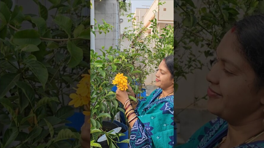 Golden Gardenia పసుపు నందివర్ధనం #Gardenia #mygarden #harvesting #gardening #shortvideo #ytshorts