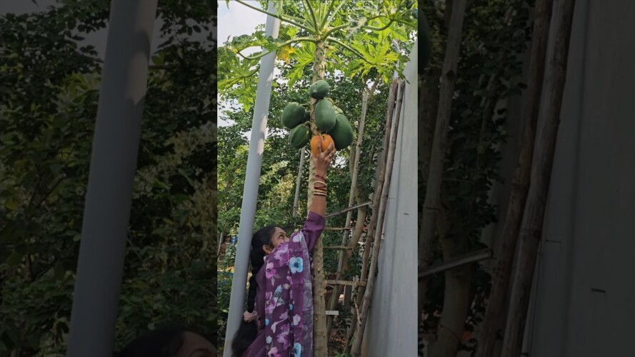 Papaya (బొప్పాయి) harvesting cutting #papaya #mygarden #gardening #harvesting #shortvideo #ytshorts