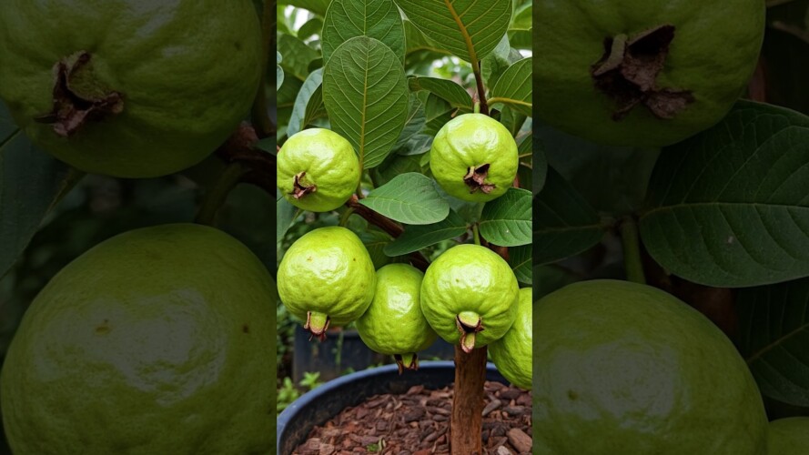 🌿Grow Guava Tree Fast with These Pro Tips for Beginners! #guava #fruittrees