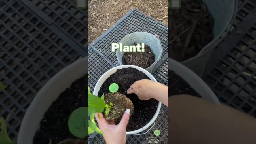 BUCKET GARDENING: Planting Peppers 🫑