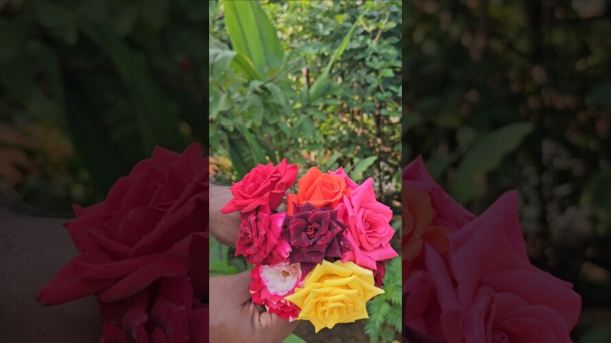 Roses harvesting in my garden #roses #mygarden #gardening #harvesting #shortvideo #ytshorts