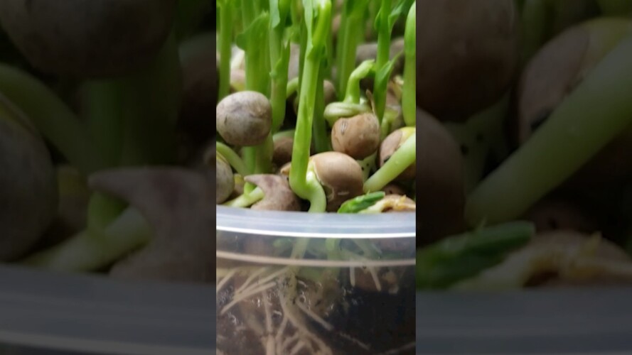 Sprouts vs Microgreens - 3 Differences #shorts #gardening #gardeningtips #homestead