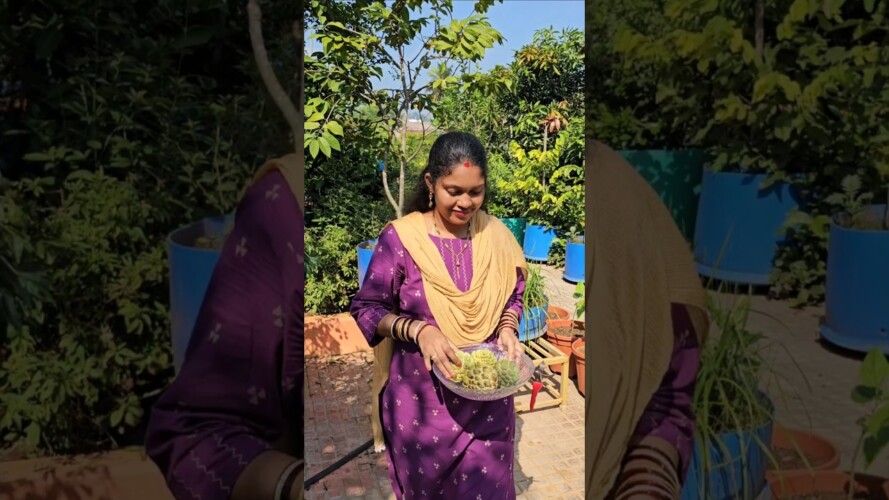 Custard apples harvesting శీతాఫలం #custardapple #mygarden #gardening #shortvideo #ytshorts