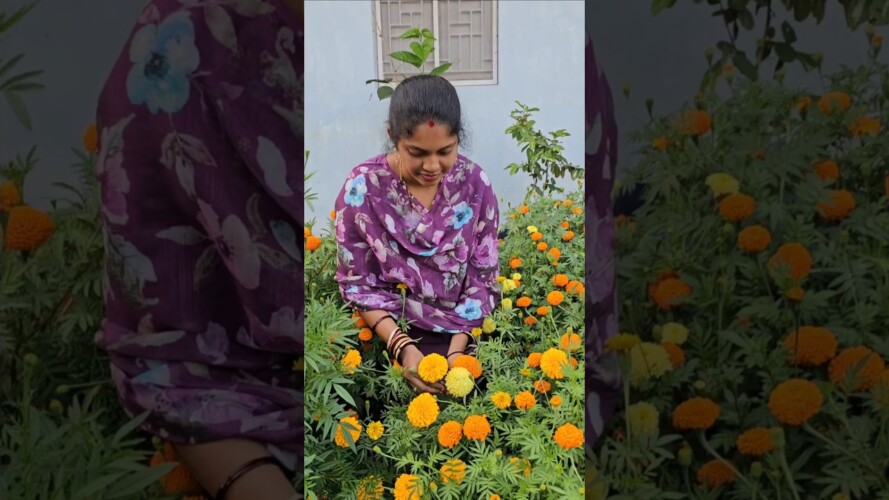 Mariegold flowers harvesting బంతిపువ్వులు #mariegold #mygarden #gardening #shortvideo #flowers