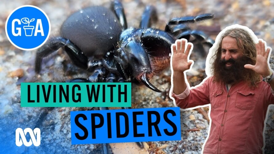 How To Live With Spiders! | Discovery | Gardening Australia