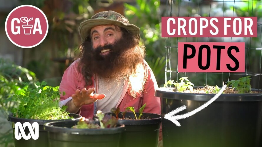 Vegie Crops That Thrive in Pots | Growing Fruit and Veggies | Gardening Australia