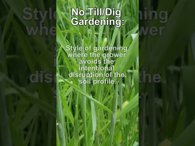 No Dig Gardening Made Easy! #Shorts