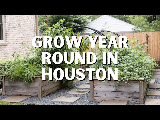 Houston Gardening Tips: Learn What to Plant Each Month